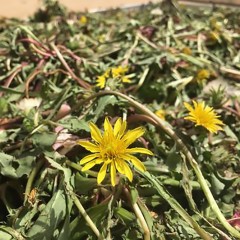 蒲公英茶